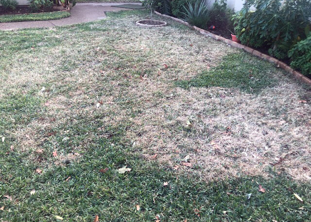 1.04.21 Brown patch in mid-winter.jpg